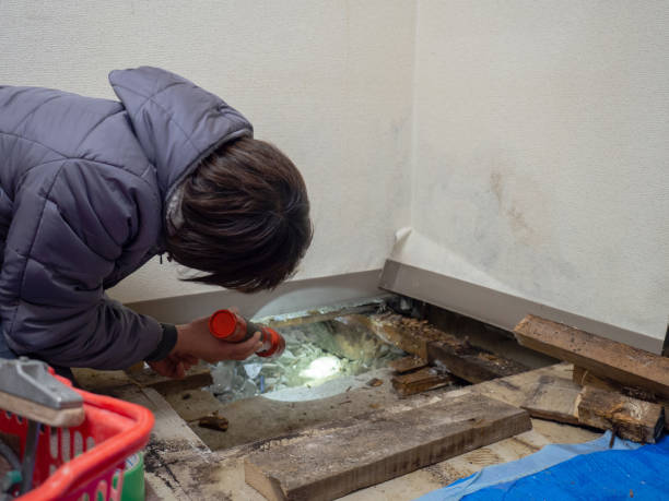 Best Mold Remediation for Healthcare Facilities  in Kingman, KS