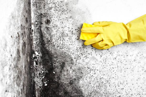 Mold Documentation for Insurance Claims in Kingman, KS