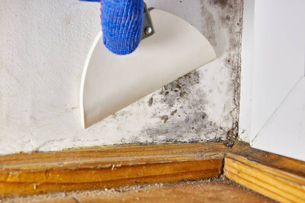 Best Dehumidification Services  in Kingman, KS